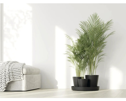 Místnost s arekovou palmou v květináčích na podnosu a stoličkou s dekou