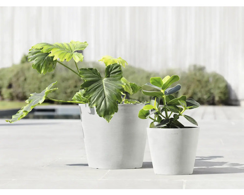 Dvě pokojové rostliny v bílých květináčích na terase.