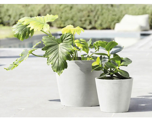 Dvě rostliny ve venkovních květináčích různých velikostí