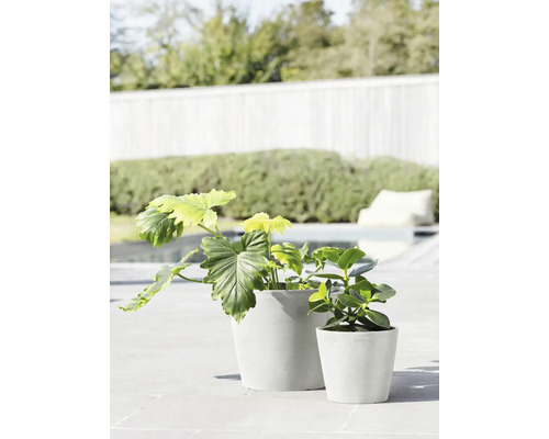 Dvě pokojové rostliny v květináčích venku.