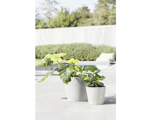 Dvě rostliny v květináčích venku.