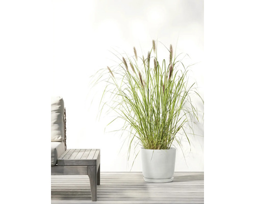 Zahradní scéna s okrasnou trávou v bílé nádobě na rostliny a dřevěným stolem