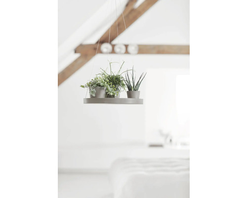 Závěsná police se dvěma pokojovými rostlinami ve světlé místnosti s dřevěnými trámy