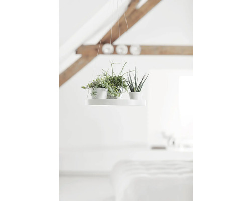 Závěsné rostliny na bílém závěsném zařízení ve světlé místnosti.