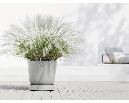 Okrasná tráva v květináči na dřevěné podlaze