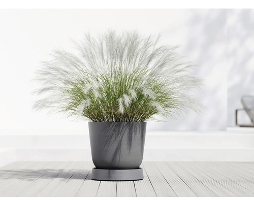 Pampová tráva v květináči pro interiér