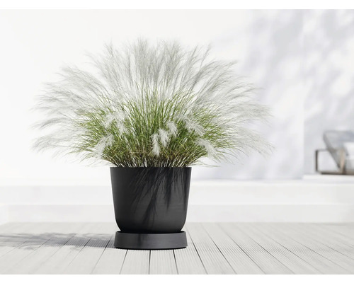Okrasná tráva v černém květináči na dřevěné podlaze