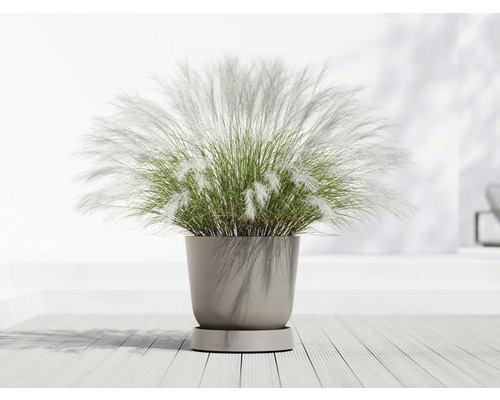 Tráva v kulatém květináči