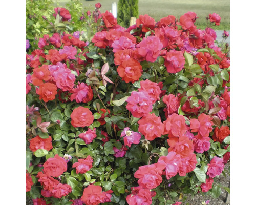 Keř s červenými květy růží na zahradě