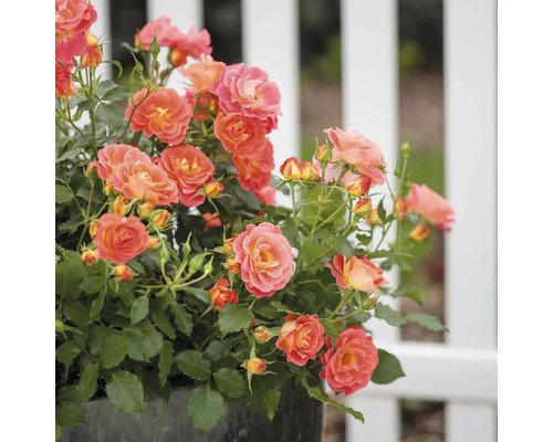 Keř růže s oranžovými květy