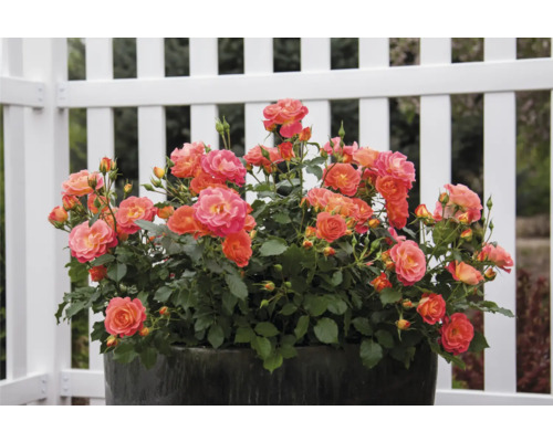 Záhonová růže v květináči před plotem