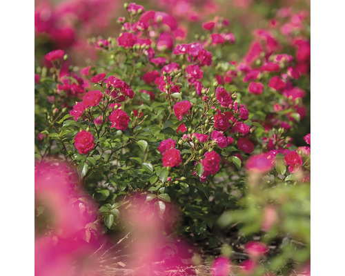 Záhon s kvetoucími trpasličími růžemi