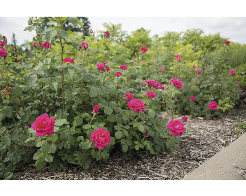 Keř růží na zahradě