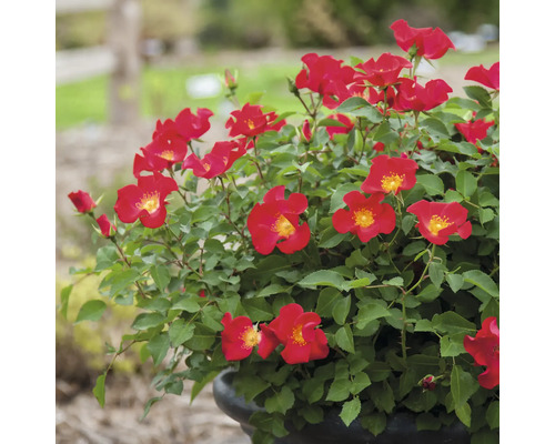 Hrnková růže s červenými květy a zelenými listy