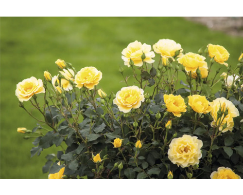 Žluté květy růží na zahradě