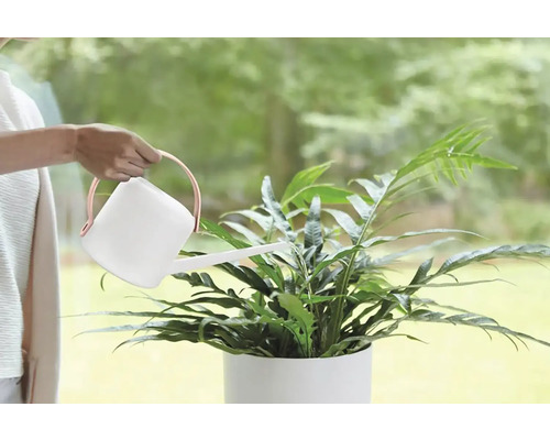 Osoba zalévá pokojovou rostlinu konví.