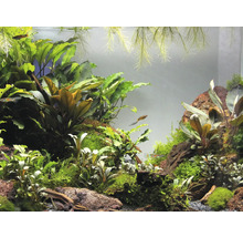 Akvárium s rostlinami a rybami