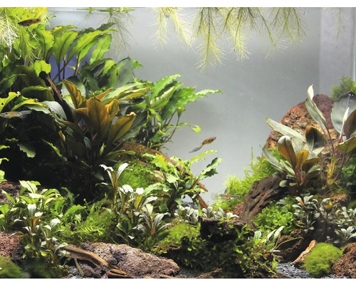 Akvárium s rostlinami a rybami