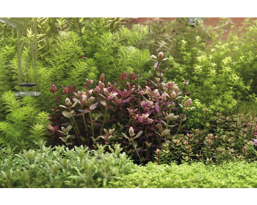 Akvárium s různými vodními rostlinami