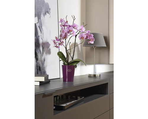 Orchidej v květináči na komodě s lampou