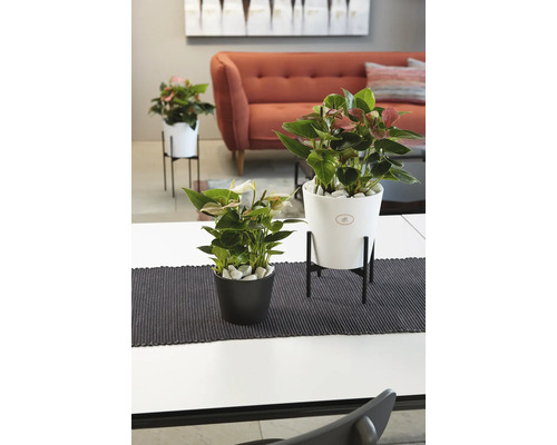 Dekorativní pokojové rostliny v květináčích na stole s pohovkou v pozadí.