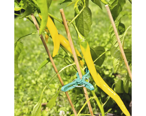 Žlutá chilli paprička na rostlinné podpoře v zahradě