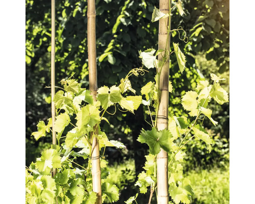 Vinná réva roste na bambusových tyčích na zahradě.