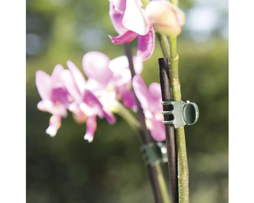 Orchidej s klipy na rostliny pro podporu růstu rostlin