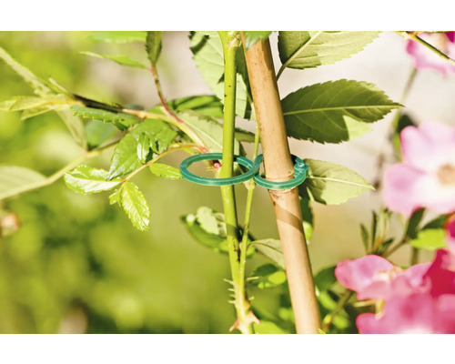 Rostlina připevněná ke kůlu zelenými vázacími páskami