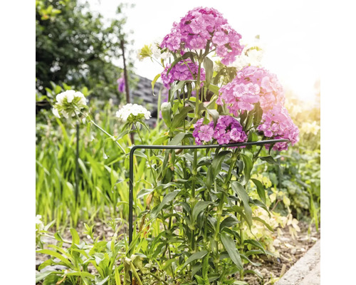 Záhon s růžovými a bílými karafiáty, podepřený kruhem na podporu rostlin.
