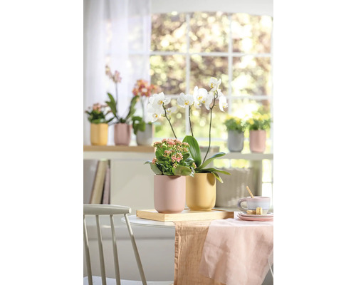 Dekorativní aranžmá s pokojovými rostlinami na stole před oknem.