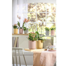 Světlý interiér s stolem, židlí a parapetem s hrnkovými rostlinami