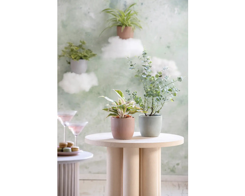 Scéna s pokojovými rostlinami v květináčích na odkládacích stolcích