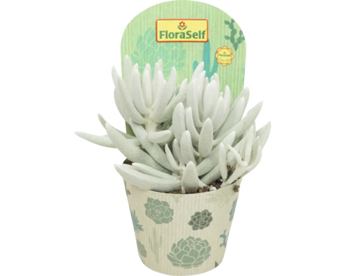 Starček FloraSelf Senecio Mont Blanc výška 15-20 cm květináč Ø 10,5 cm 1 ks Sukulentní rostlina v květináči s etiketou FloraSelf