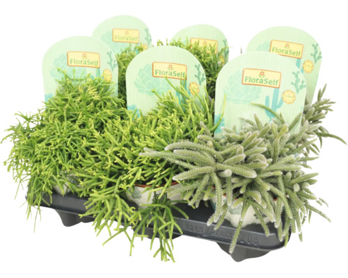 Ripsalis bobulonosný mix FloraSelf Rhipsalis květináč Ø 12 cm 1 ks, různé druhy Sortiment Rhipsalis v tácu s etiketou FloraSelf