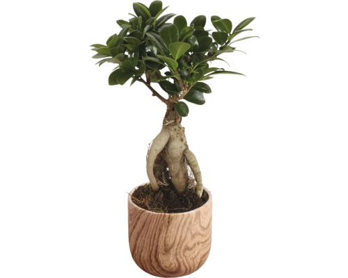 Fíkovník maloplodý FloraSelf Ficus microcarpa Ginseng květináč Ø 11 cm s keramickým obalem Sophia 1 ks, různé druhy