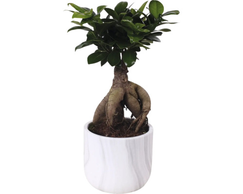 Ficus Ginseng v květináči