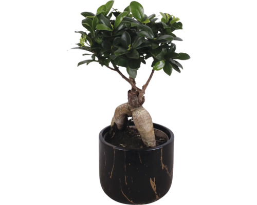 Ficus Ginseng Bonsai v květináči