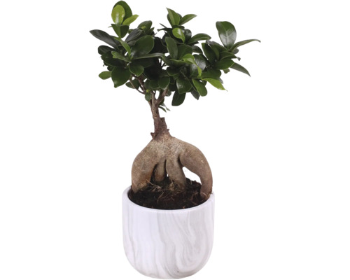 Ficus Ginseng Bonsai v květináči