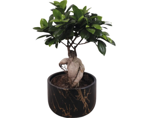 Bonsai v květináči