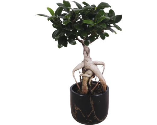 Fíkovník bonsai v zdobeném květináči