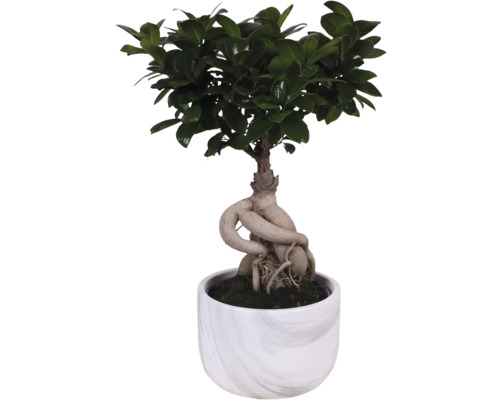 Fíkus bonsai v květináči