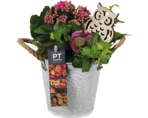 Aranžmá pokojových rostlin FloraSelf zinkový květináč Ø 12 cm se 2 rostlinami Aranžmá s kalanchoe, břečťanem, dýní, dřevěnou sovou a košíkem s uchem