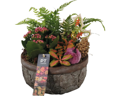 Aranžmá pokojových rostlin FloraSelf kulatá miska Ø 18 cm s listovým designem Květináč s pokojovými rostlinami, šiškami a dýňovou dekorací