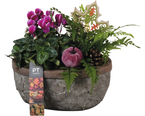 Aranžmá pokojových rostlin FloraSelf oválná miska 21 cm s listovým designem Aranžmá s bramboříky, kapradinami, šiškami a dekorací v květináči