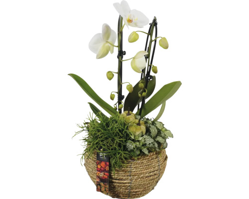 Aranžmá orchidej v košíku Ø 20 cm FloraSelf