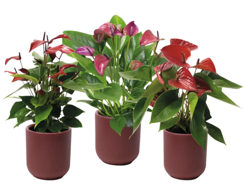 Toulitka, anturie mix FloraSelf Anthurium v keramickém obalu Atlanta Ø 13 cm 1 ks, různé druhy