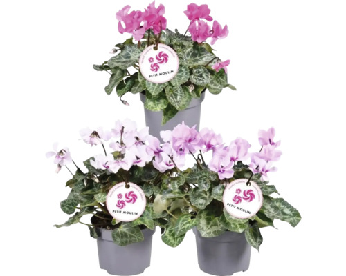 Brambořík perský pokojový FloraSelf Cyclamen 'Ptit Moulin' výška 20-25 cm květináč Ø 12 cm