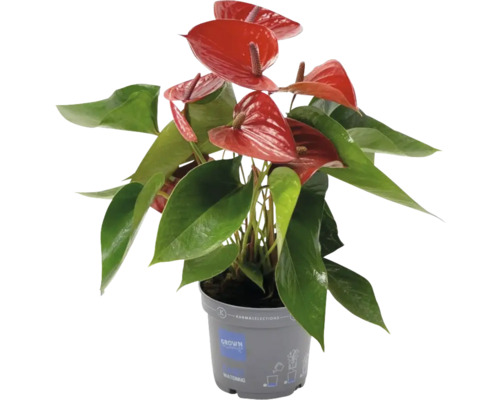 Toulitka, anturie FloraSelf Anthurium 'Picanta' květináč Ø 12 cm