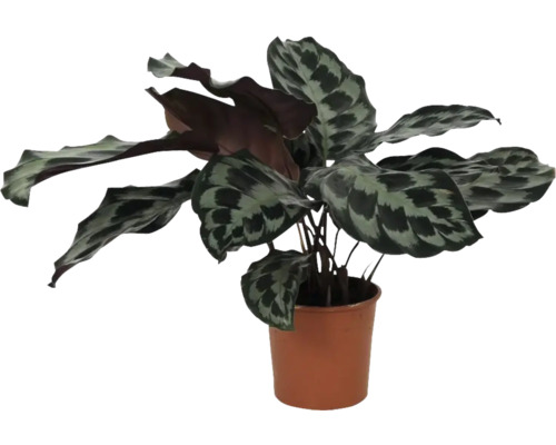 Kalátea FloraSelf Calathea 'Kennedy' květináč Ø 14 cm